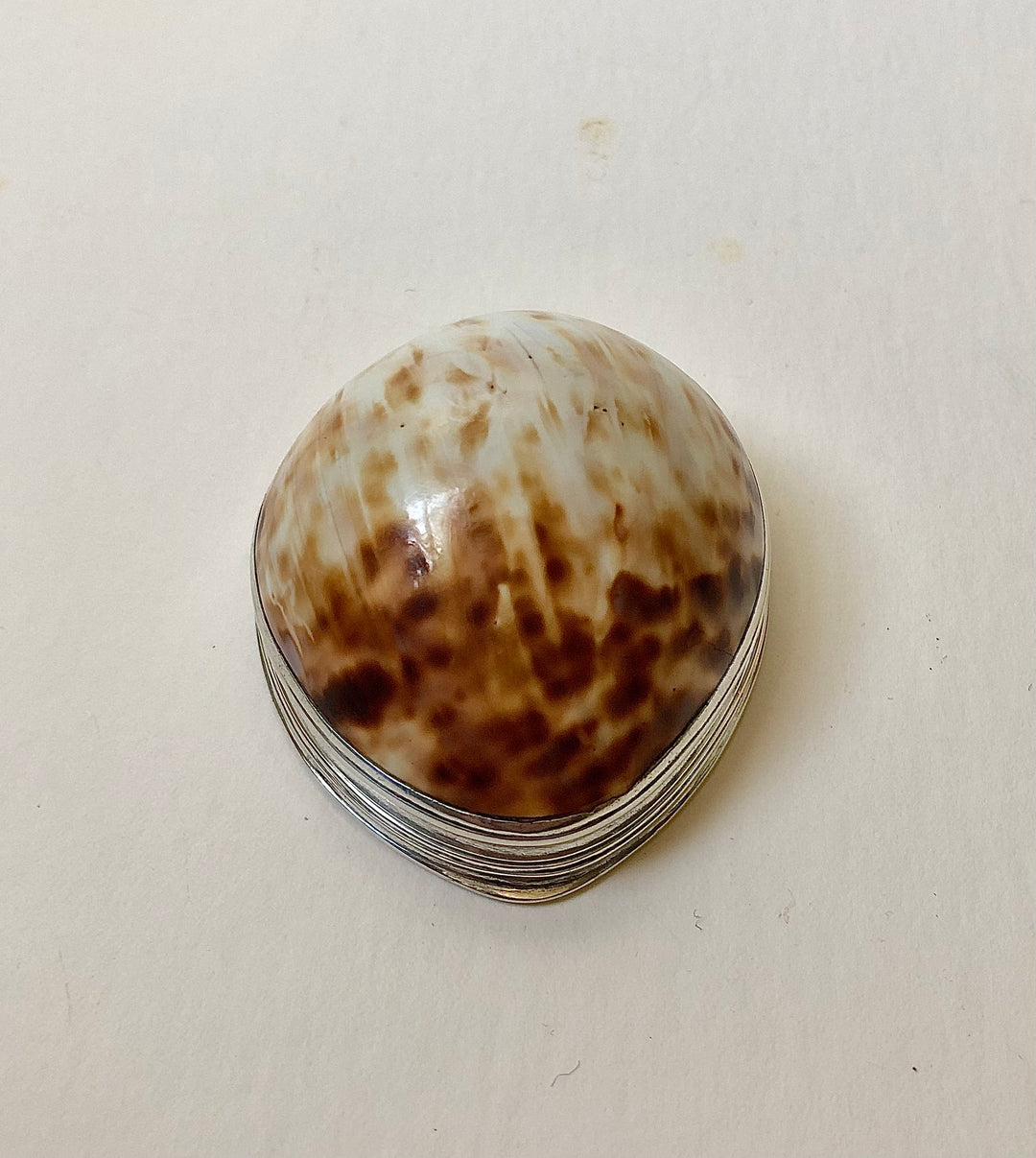 Cowrie shell snuff box